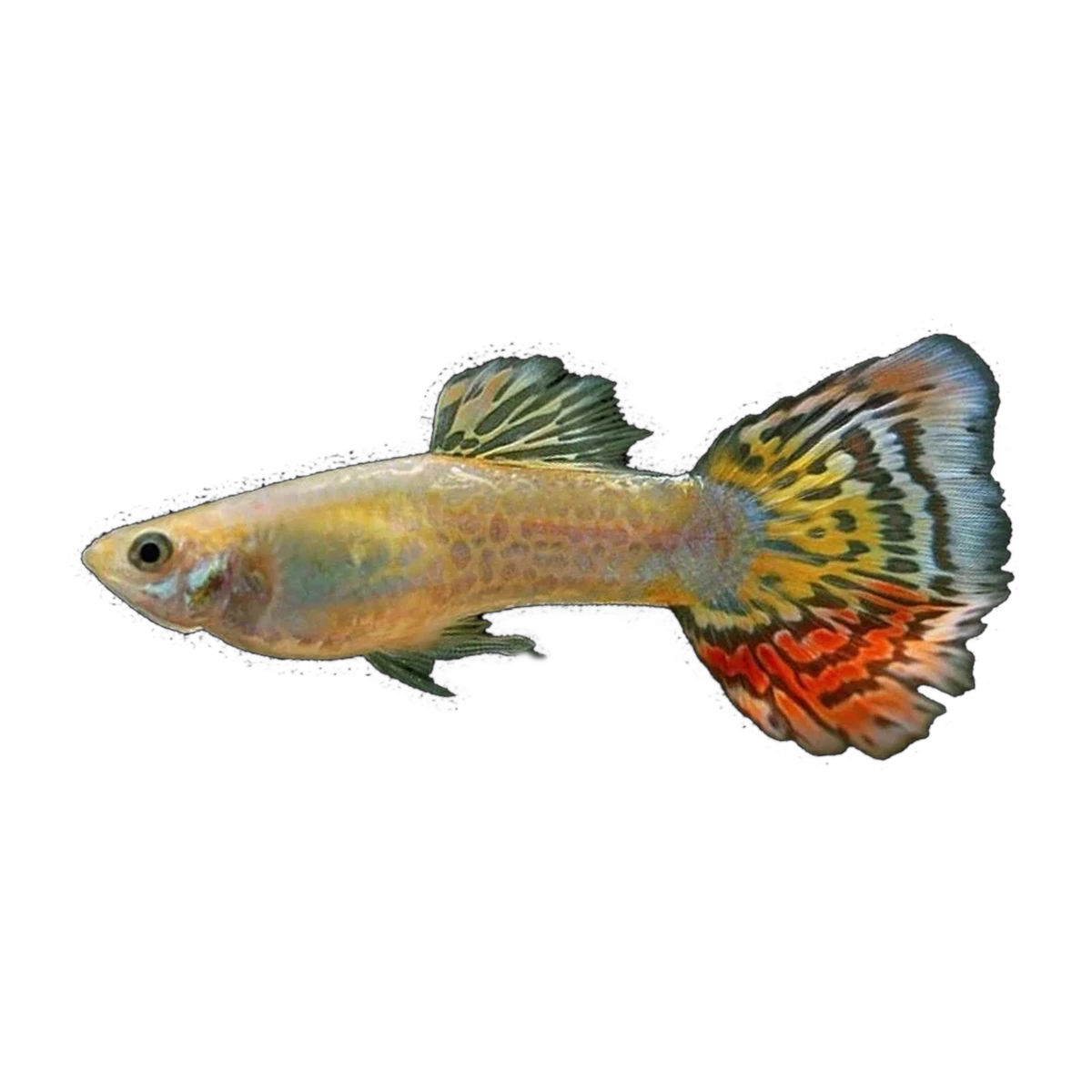 Pineapple Guppy Male | Poecilia reticulata