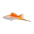 Pineapple Swordtail | Xiphophorus hellerii