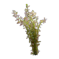 Pink Baby Tears | Rotala rotundifolia