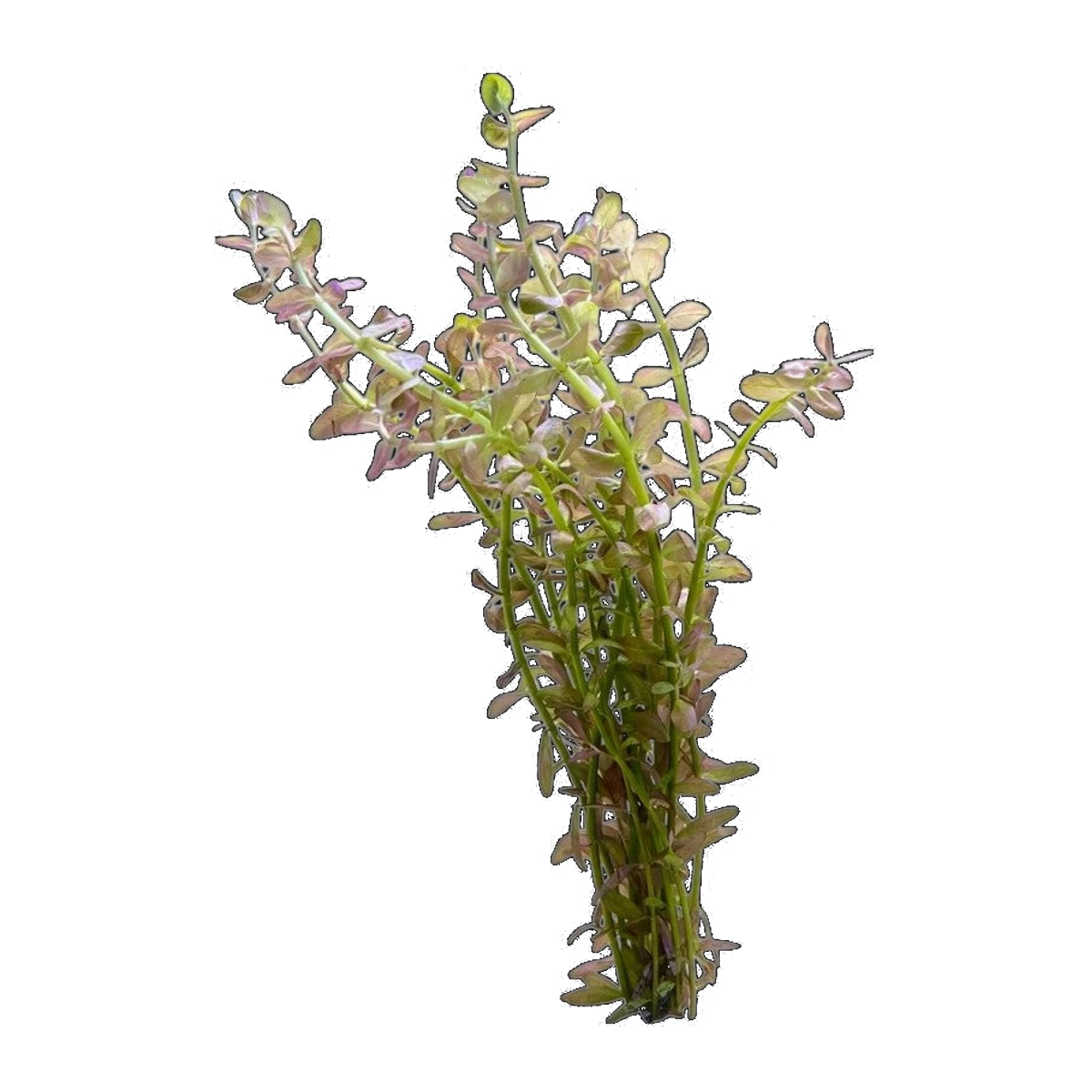 Pink Baby Tears | Rotala rotundifolia