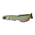 Pink Barred Zebra Goby | Ptereleotris zebra