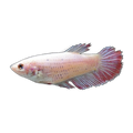 Pink Plakat Female | Betta splendens