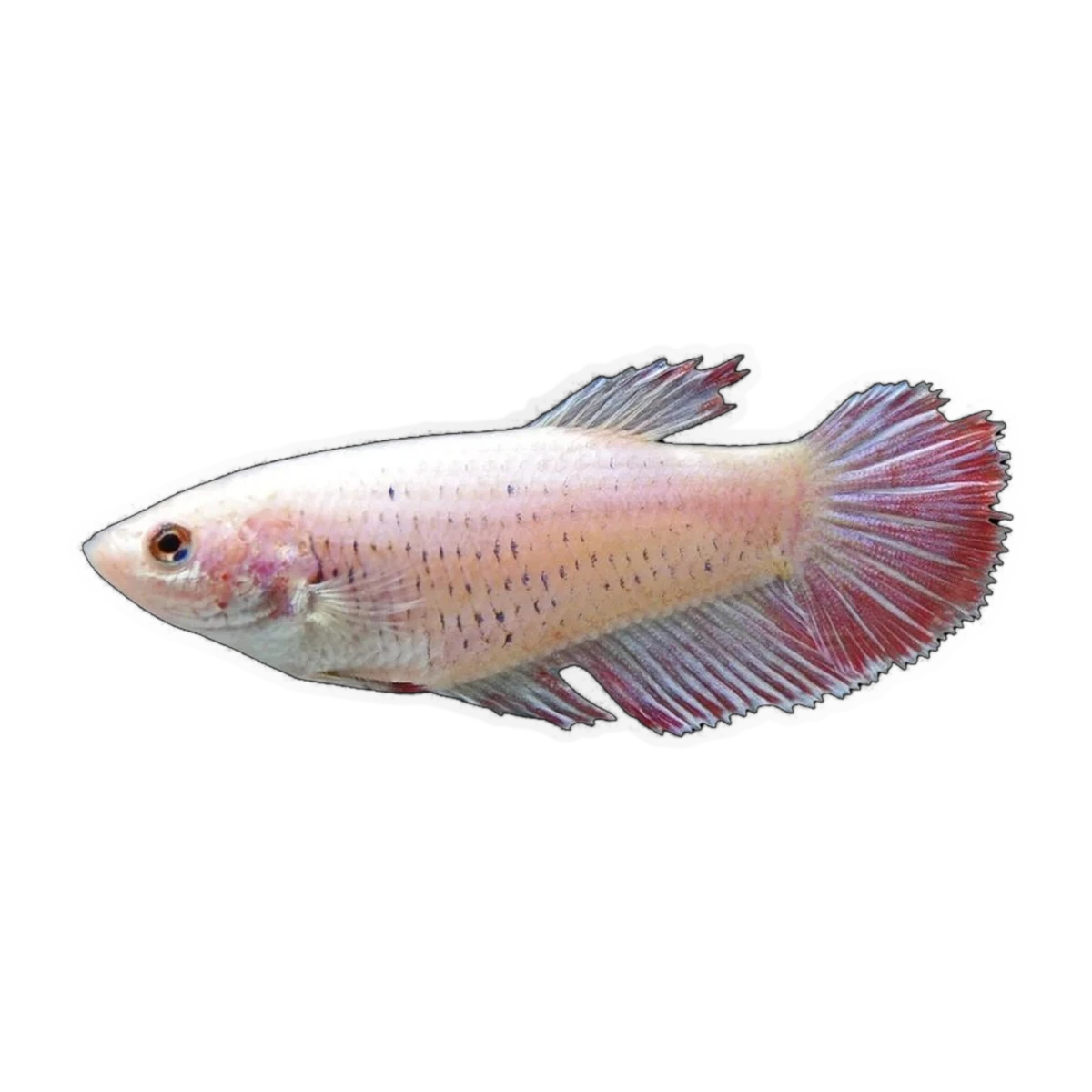 Pink Plakat Female | Betta splendens