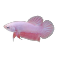 Pink Samurai Female | Betta splendens