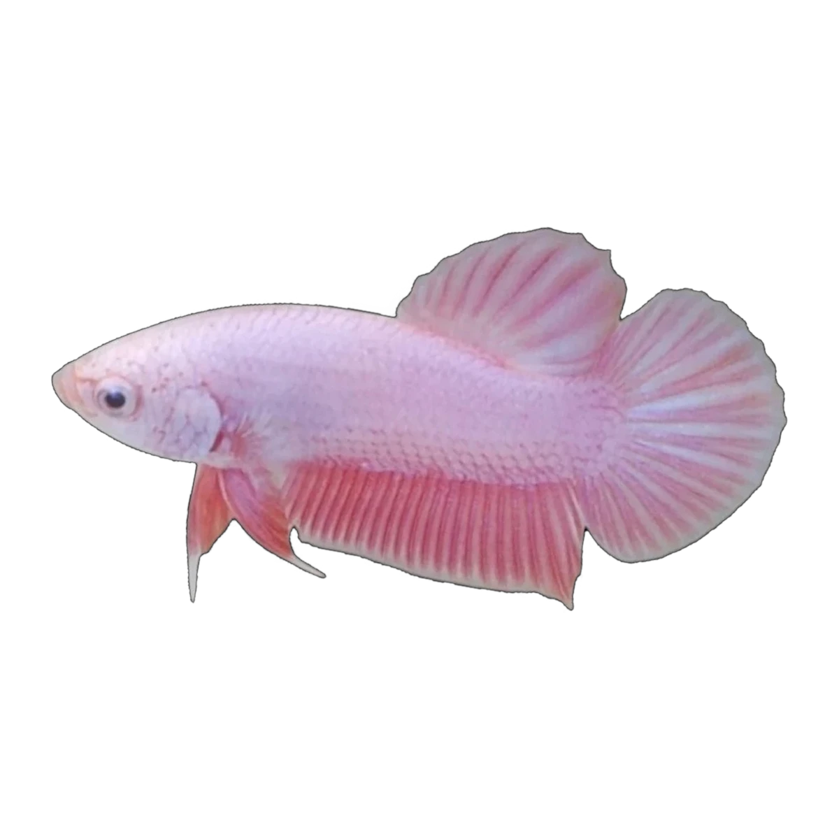 Pink Samurai Female | Betta splendens