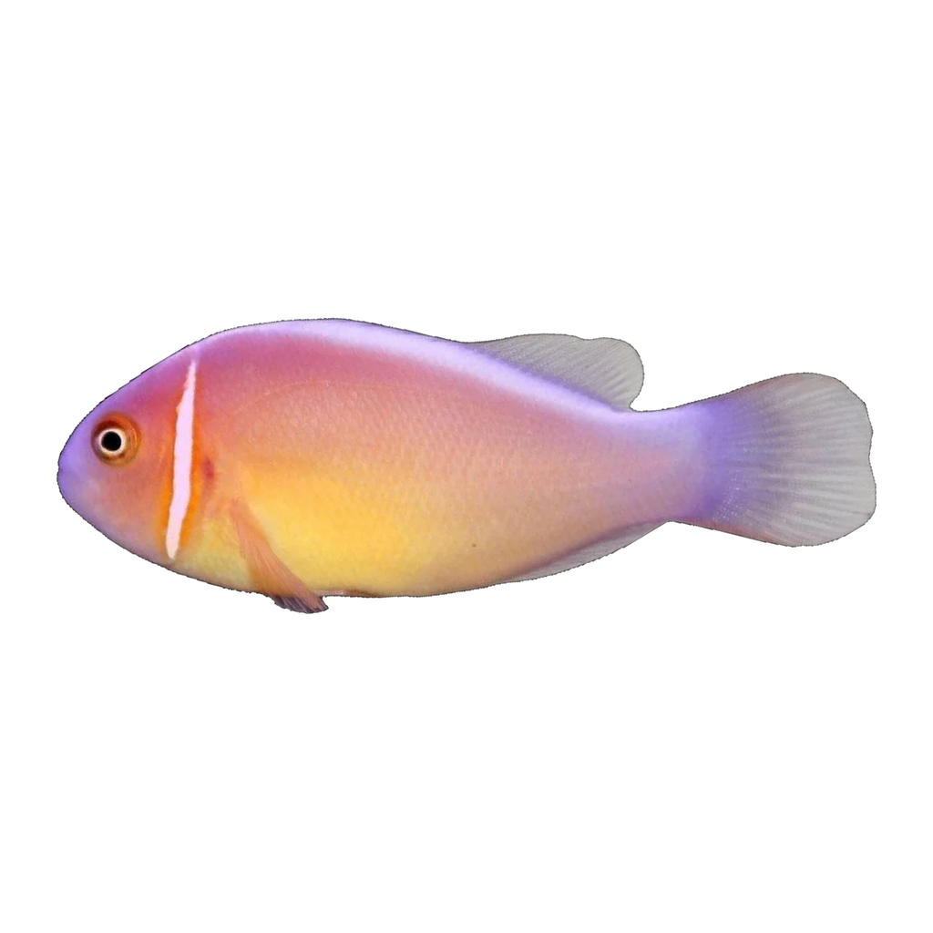 Pink Skunk Clownfish Trio | Amphiprion perideraion
