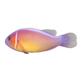 Pink Skunk Clownfish Trio | Amphiprion perideraion
