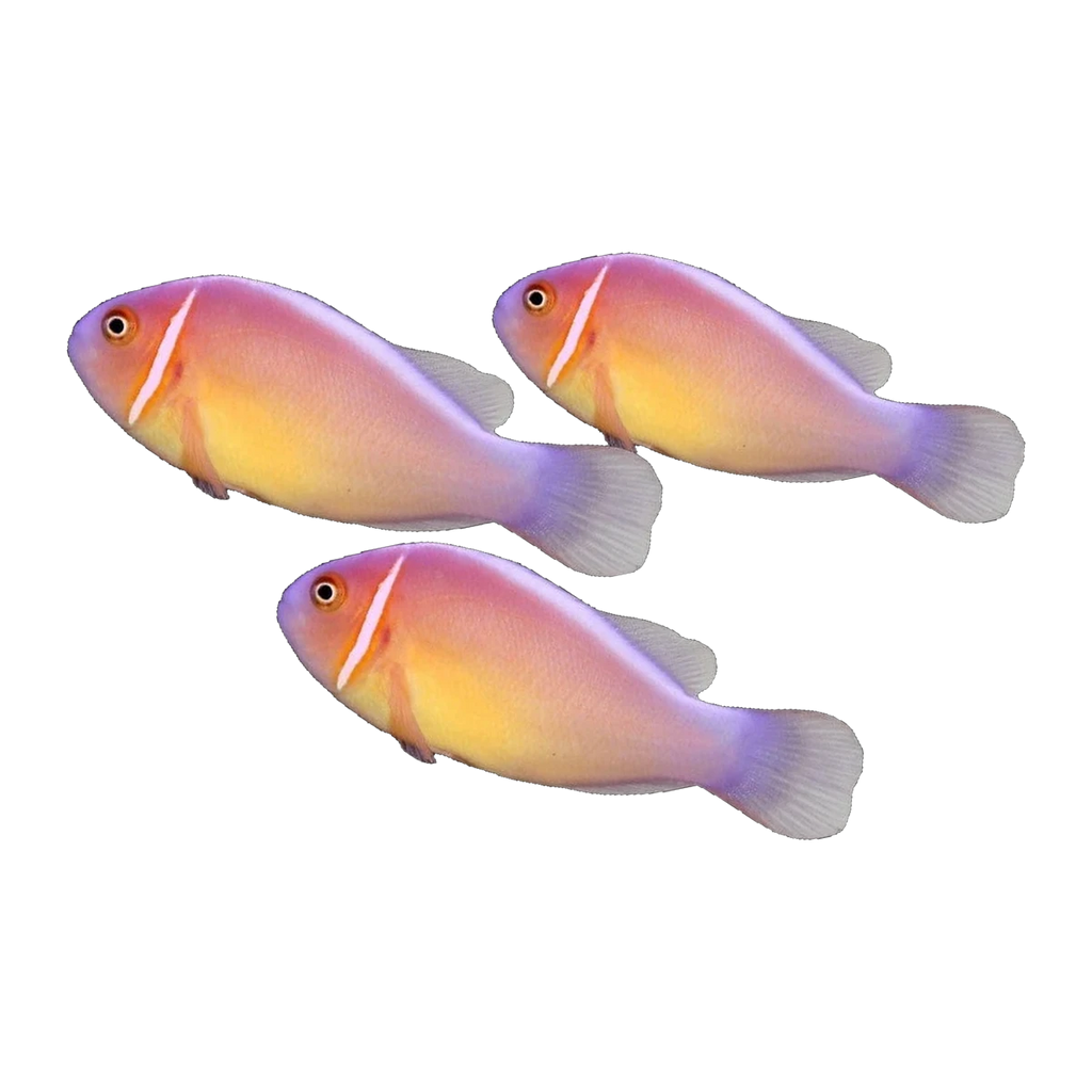 Pink Skunk Clownfish Trio | Amphiprion perideraion