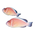 Pink Skunk Clownfish Wild Pair | Amphiprion perideraion