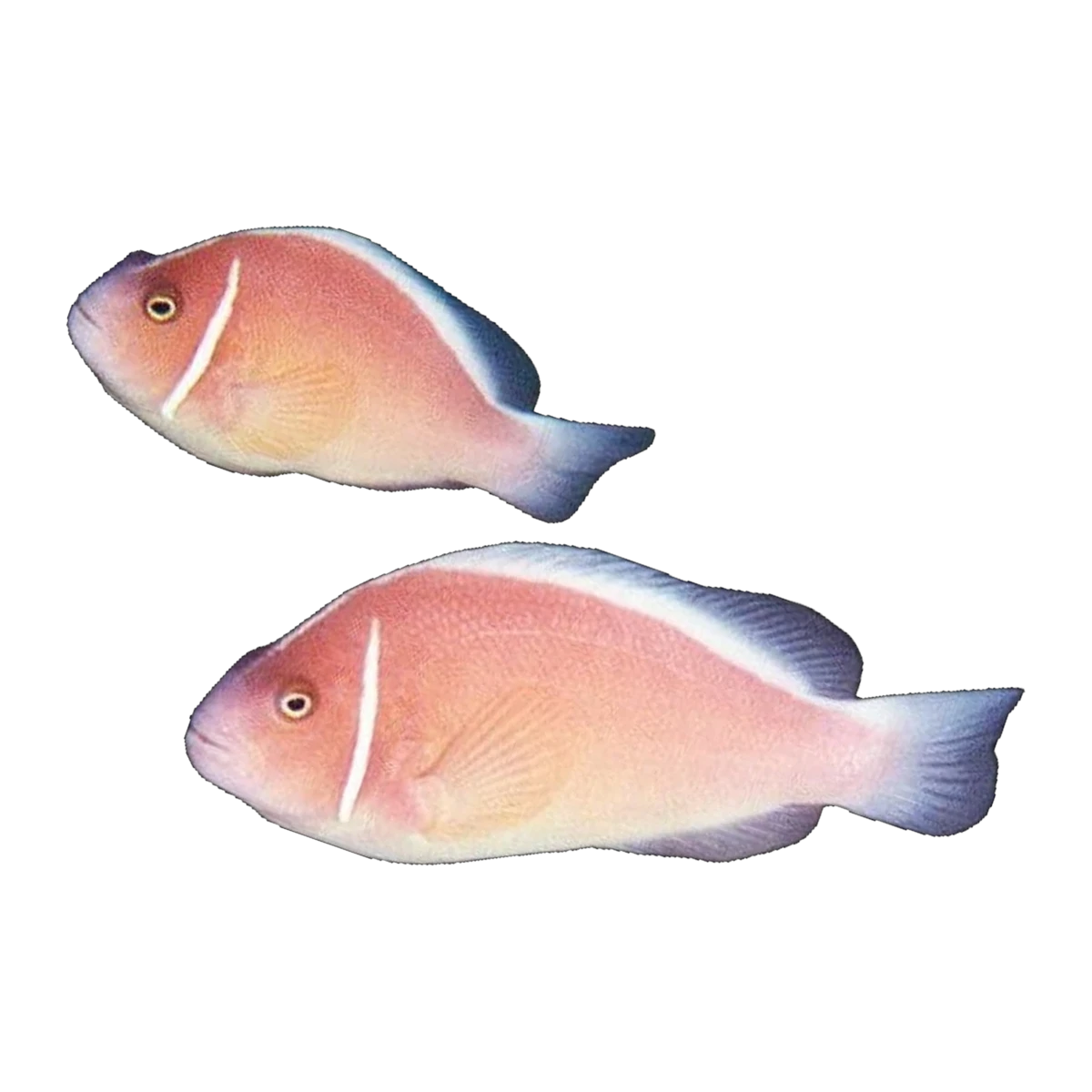 Pink Skunk Clownfish Wild Pair | Amphiprion perideraion