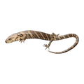 Pink-tongue Skink | Cyclodomorphus gerrardii