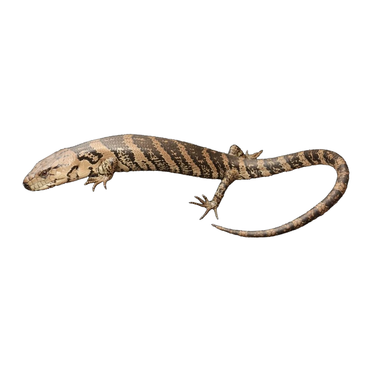 Pink-tongue Skink | Cyclodomorphus gerrardii