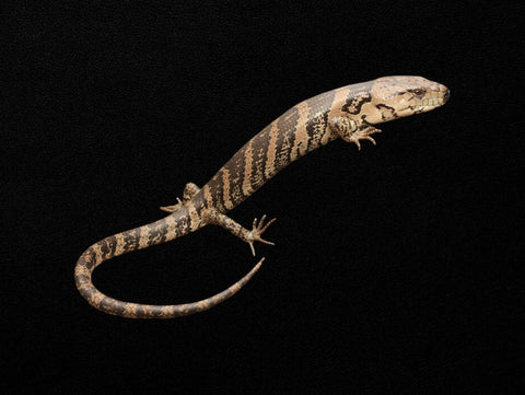 Pink-tongue Skink | Cyclodomorphus gerrardii