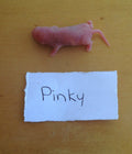 Frozen Mice Pinkies