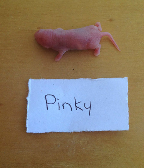 Frozen Mice Pinkies