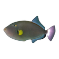 Pinktail Triggerfish | Melichthys vidua