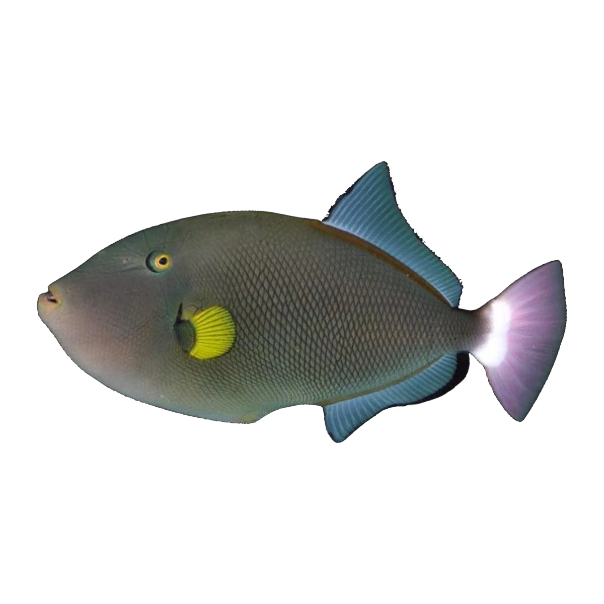 Pinktail Triggerfish | Melichthys vidua
