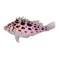 Pixy Spotted Hawkfish | Cirrhitichthys oxycephalus