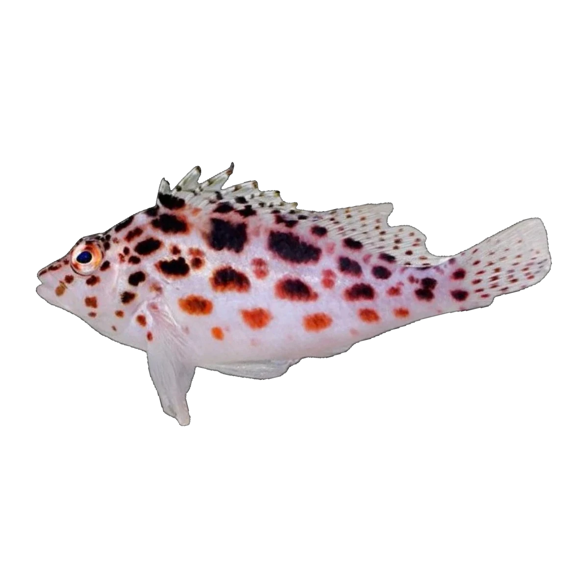 Pixy Spotted Hawkfish | Cirrhitichthys oxycephalus