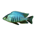 Placidochromis sp. 'Jalo Reef' – Placidochromis sp. 'Jalo Reef'