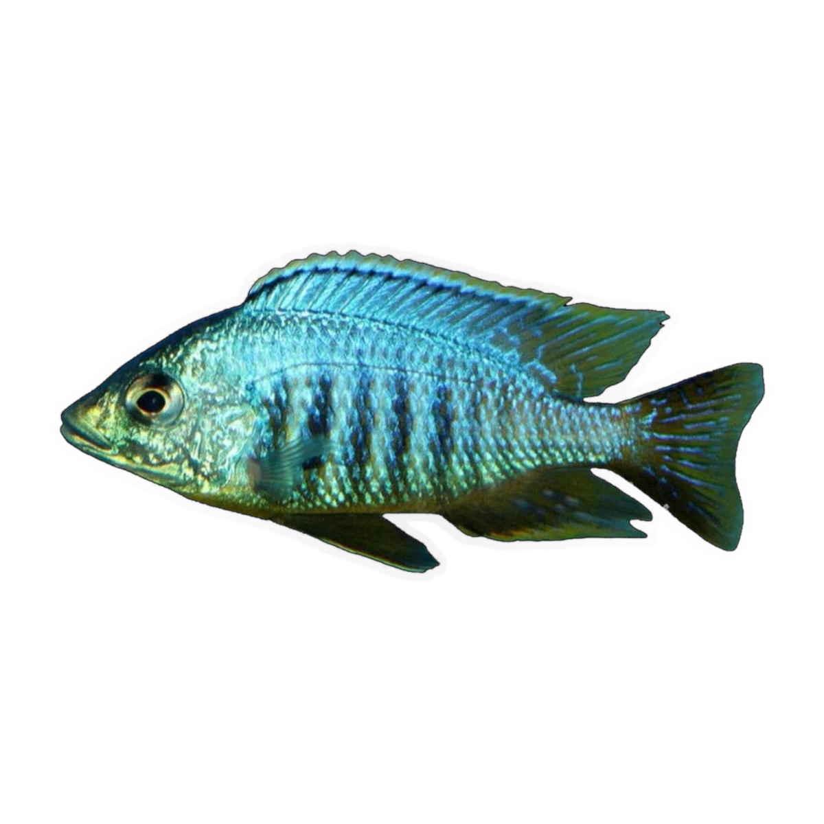 Placidochromis sp. 'Jalo Reef' – Placidochromis sp. 'Jalo Reef'