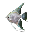 Platinum Angelfish
