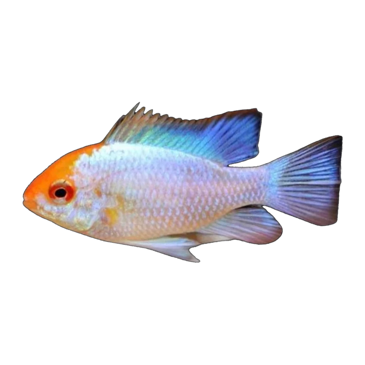 Platinum Blue Ram (Mikrogeophagus ramirezi), side profile facing right