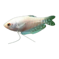 Platinum Gourami