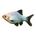 Platinum Green Tiger Barb