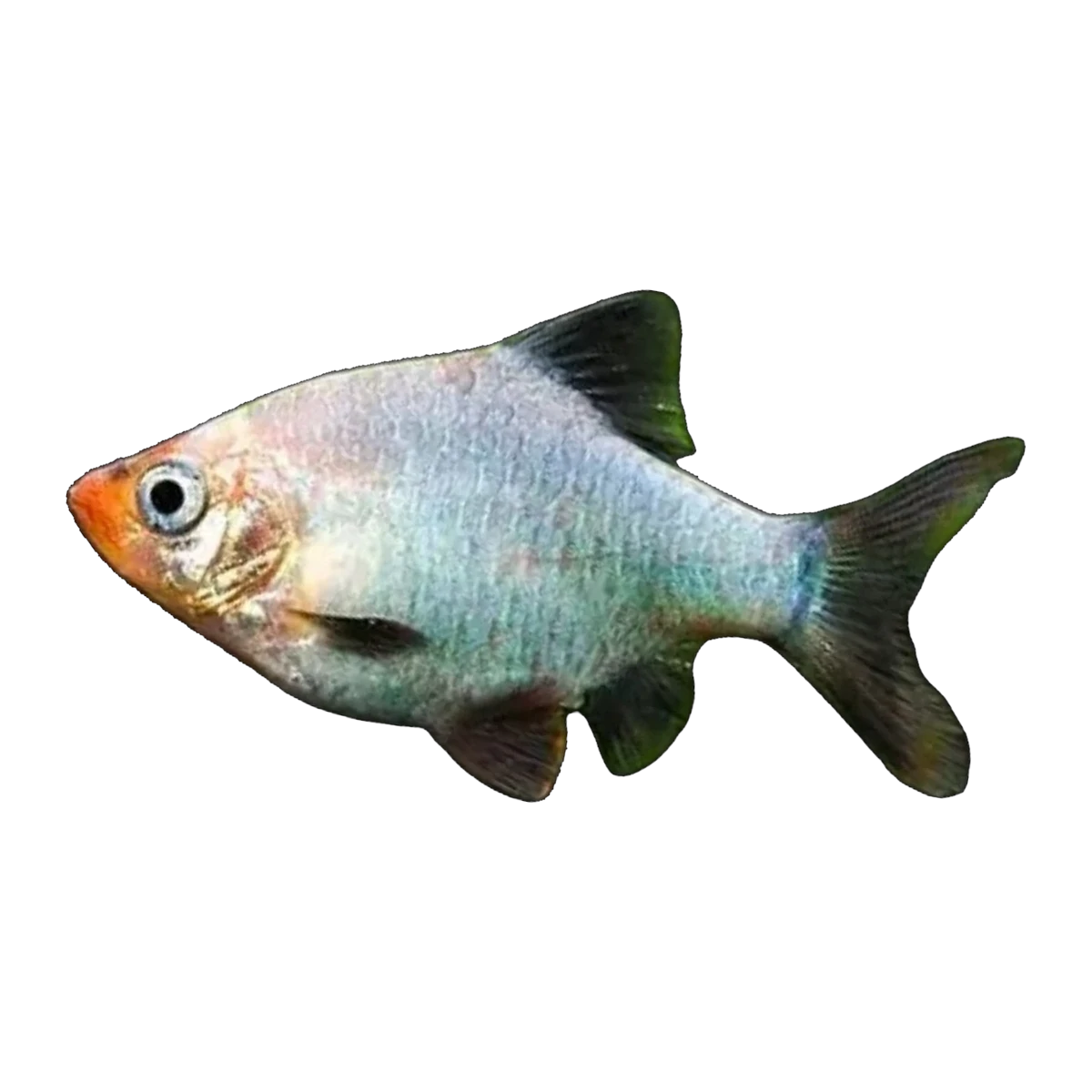 Platinum Green Tiger Barb