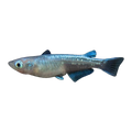 Platinum Ricefish