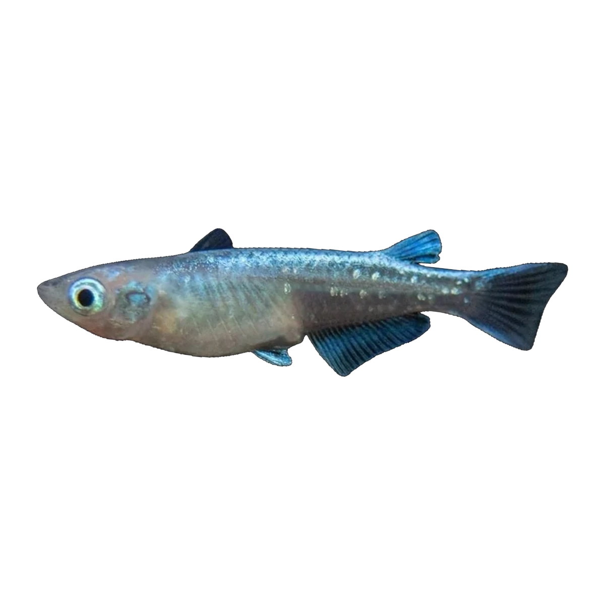 Platinum Ricefish