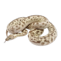 Platinum Spotted Python | Antaresia maculosa