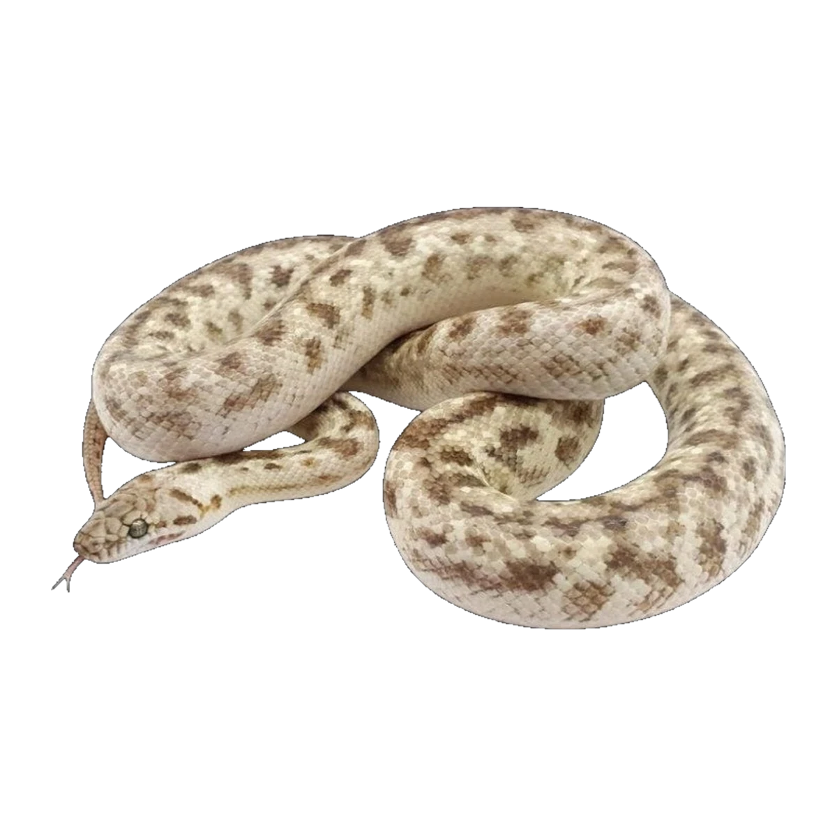 Platinum Spotted Python | Antaresia maculosa