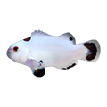 Platinum Storm Clownfish Pair | Amphiprion ocellaris