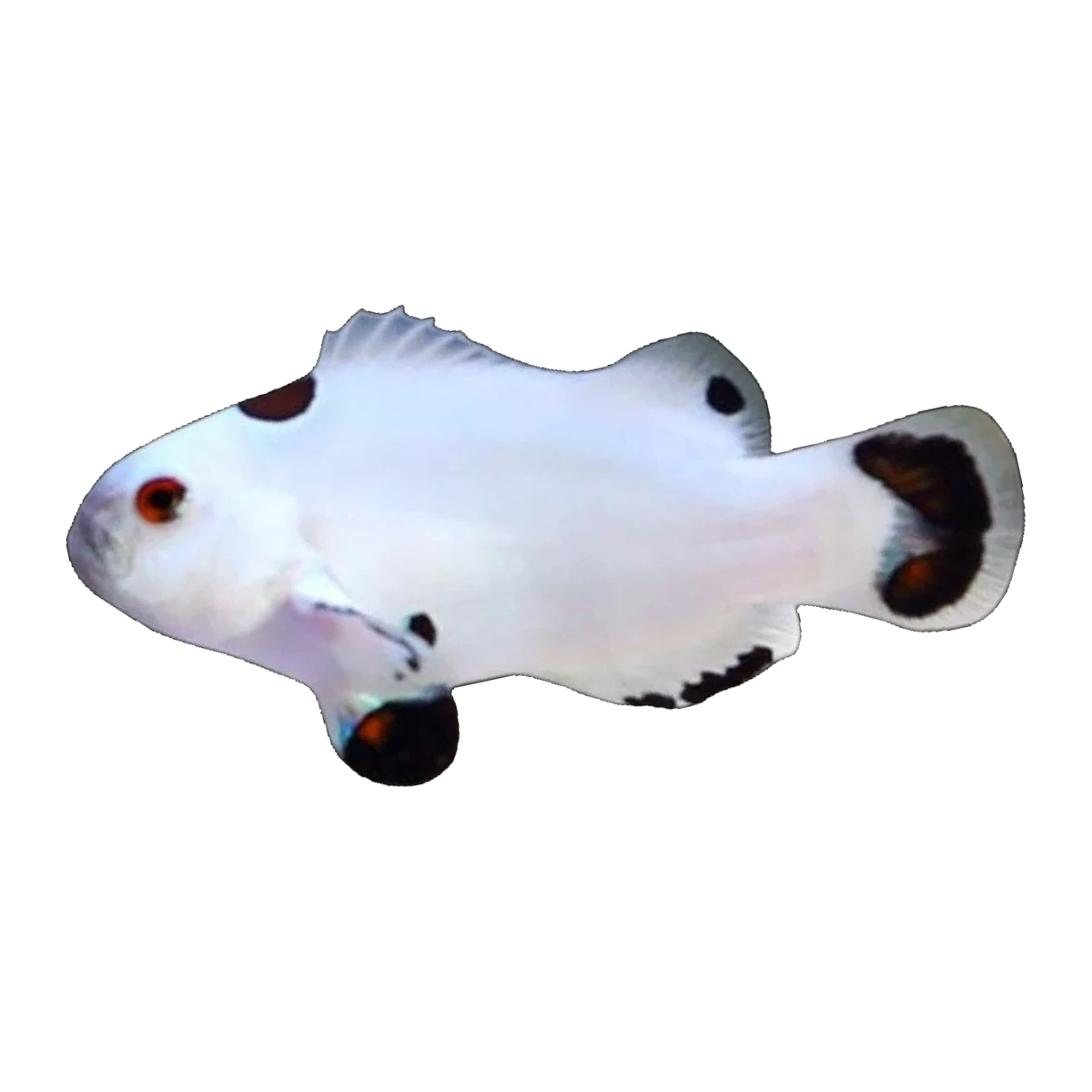 Platinum Storm Clownfish Pair | Amphiprion ocellaris