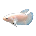 Platinum White Dragon Female Fighting Fish | Betta splendens