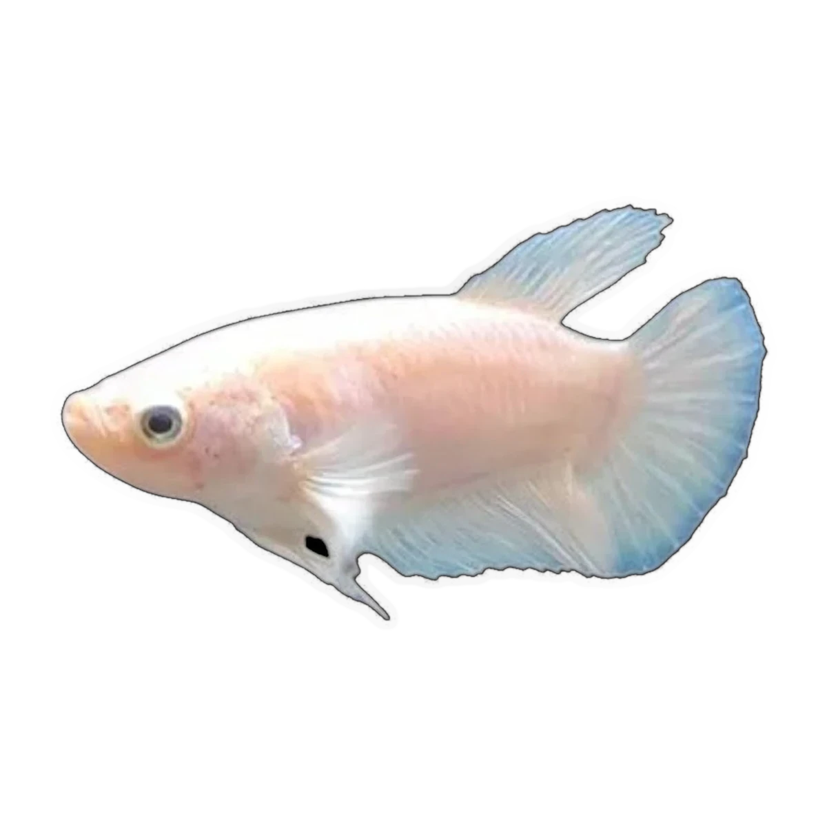 Platinum White Dragon Female Fighting Fish | Betta splendens