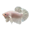 Platinum White Plakat Fighting Fish | Betta splendens