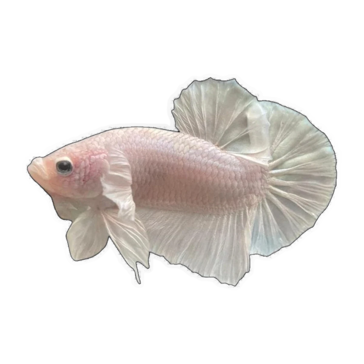 Platinum White Plakat Fighting Fish | Betta splendens
