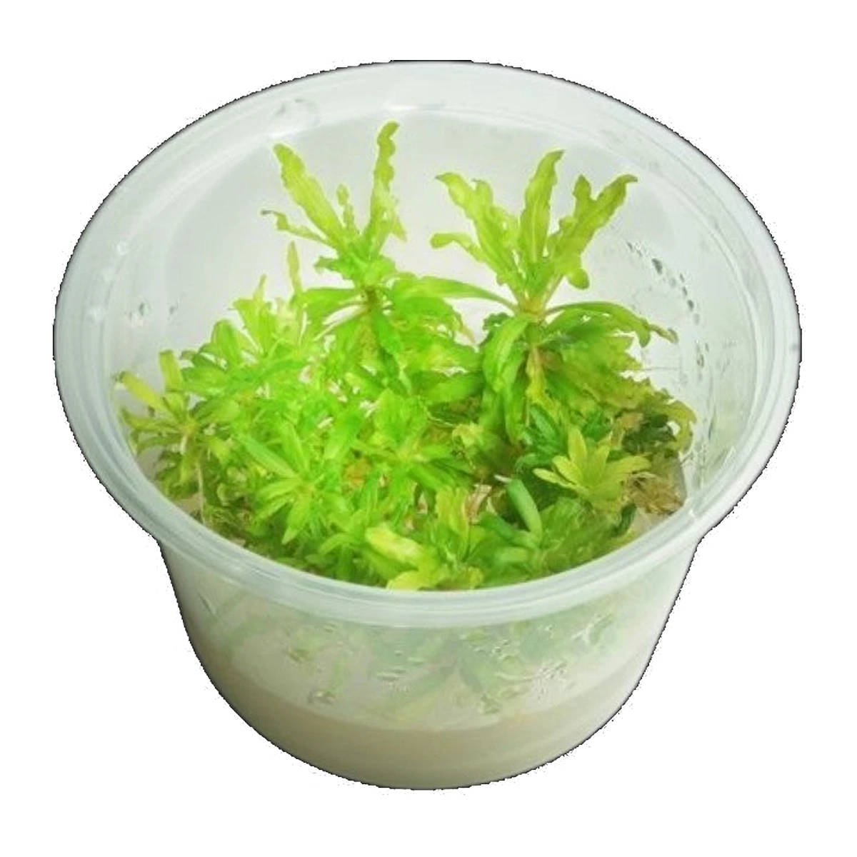 Pogostemon Helferi | Pogostemon helferi 'Downoi'