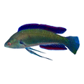 Polka Dot Fairy Wrasse