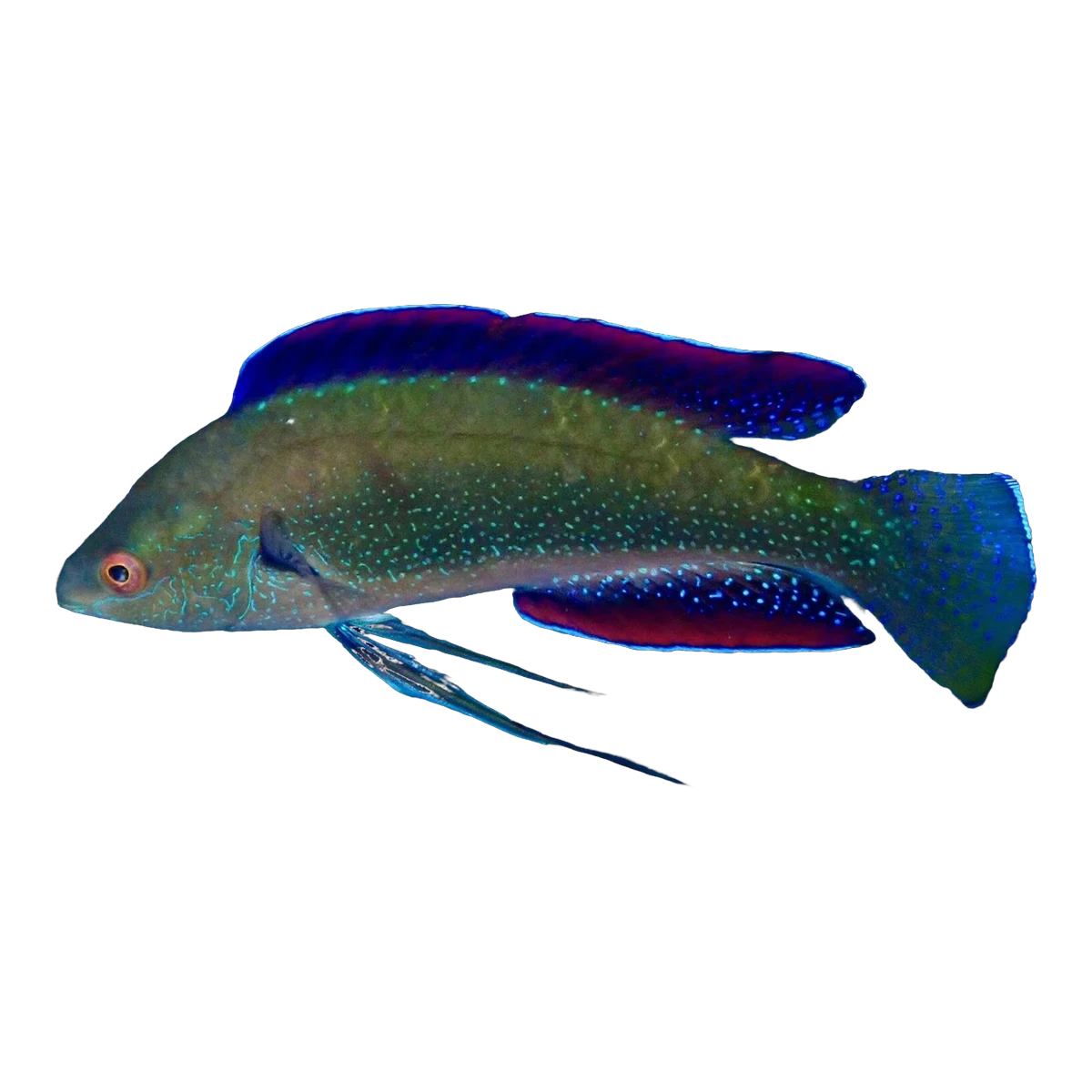Polka Dot Fairy Wrasse