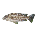 Polystigma Cichlid (Nimbochromis polystigma), side profile facing right