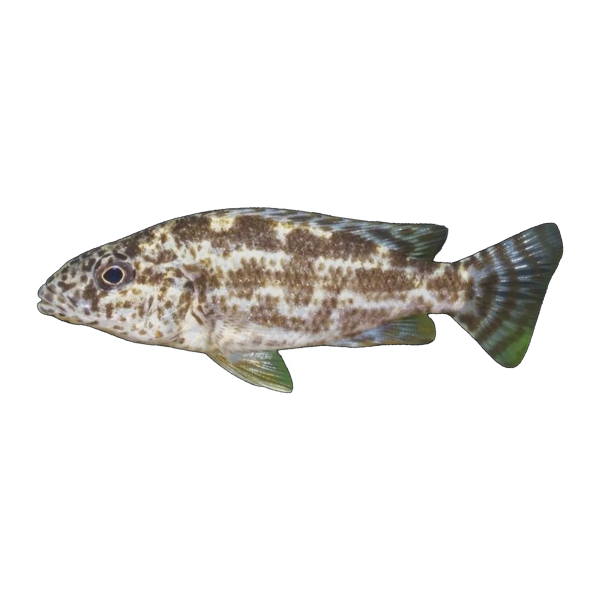 Polystigma Cichlid (Nimbochromis polystigma), side profile facing right