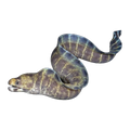 Polyzona Eel | Echidna polyzona