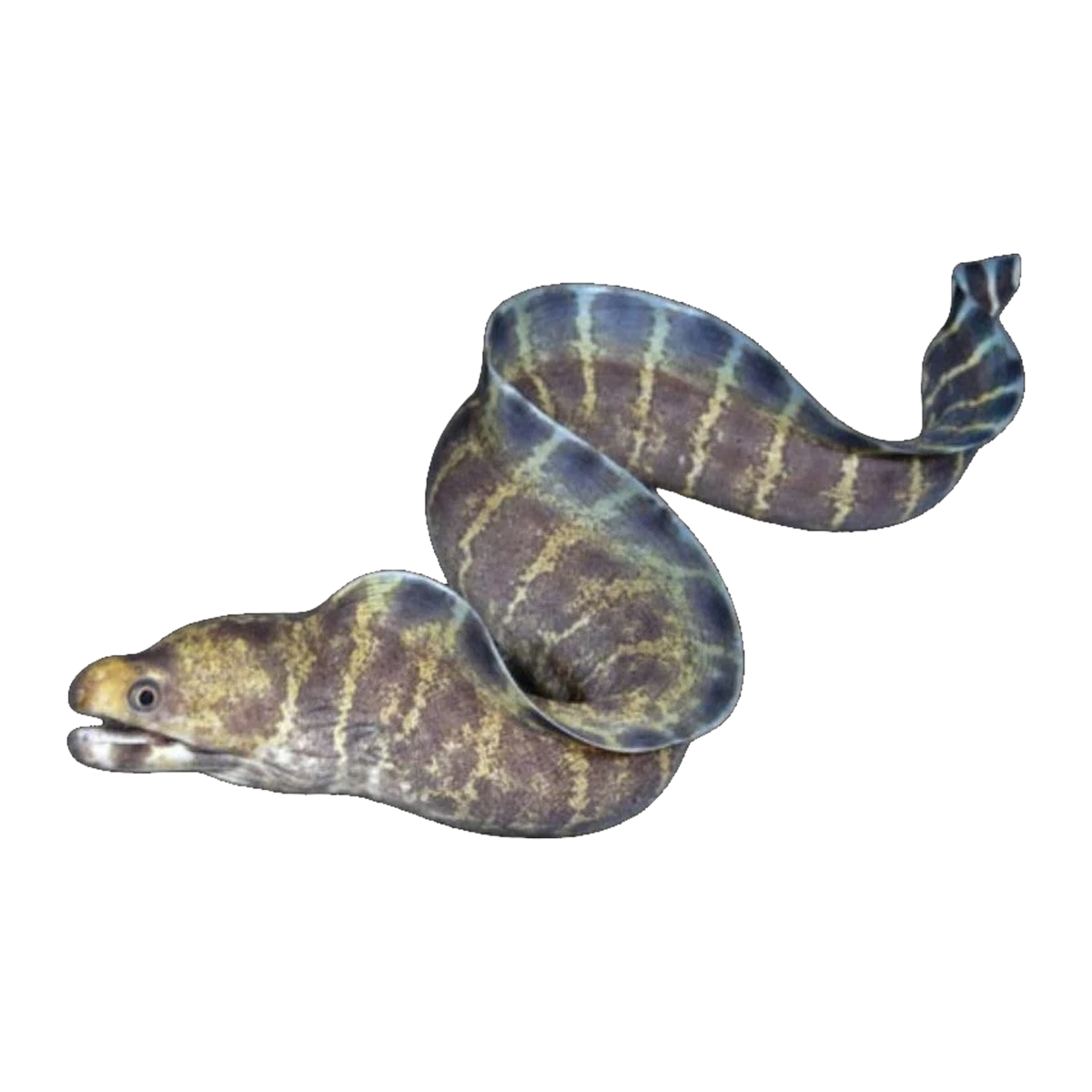 Polyzona Eel | Echidna polyzona