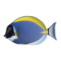 Powder Blue Tang | Acanthurus leucosternon