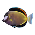 Powder Brown Tang | Acanthurus japonicus