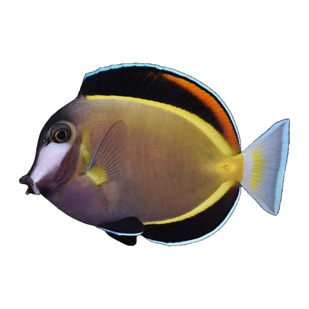 Powder Brown Tang | Acanthurus japonicus
